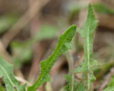 blad kleine leeeuwentand