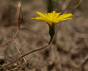 stengel kleine leeuwentand