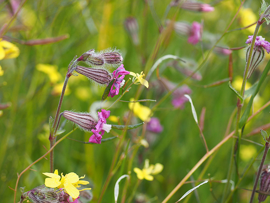 Kleurrijke koekoeksbloem