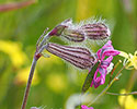 kleurrijke_koekoeksbloem 