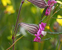 Kleurrijke koekoeksbloem