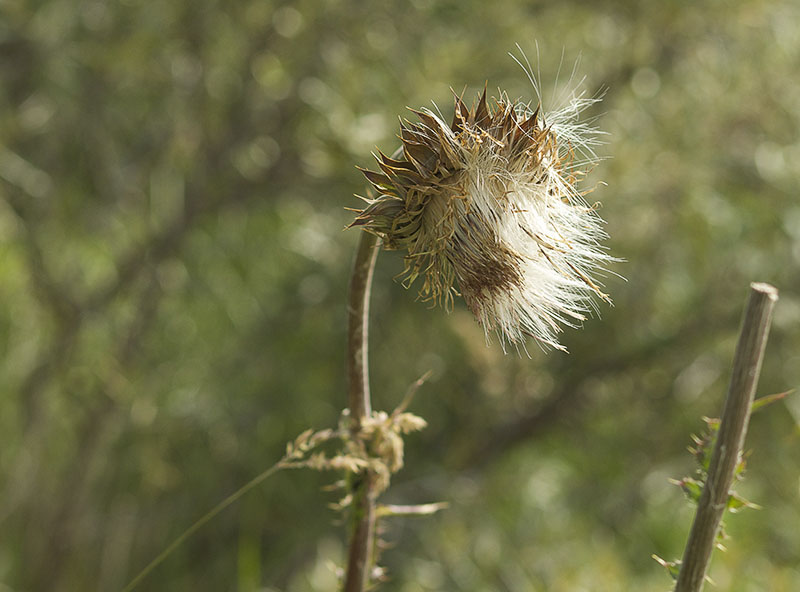 pluis knikkende distel 