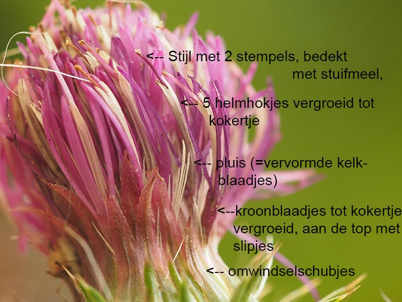 kruldistel buisbloemen