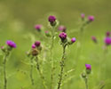 kruldistel 