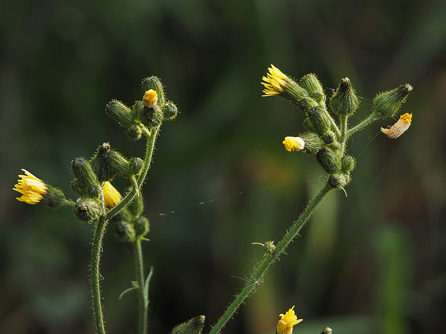  Moerasmelkdistel (Sonchus palustris)