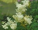 moerasspirea 