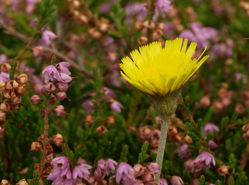 muizenoor en heide