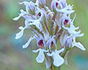 Neotinea conica