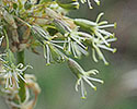 oorsilene 