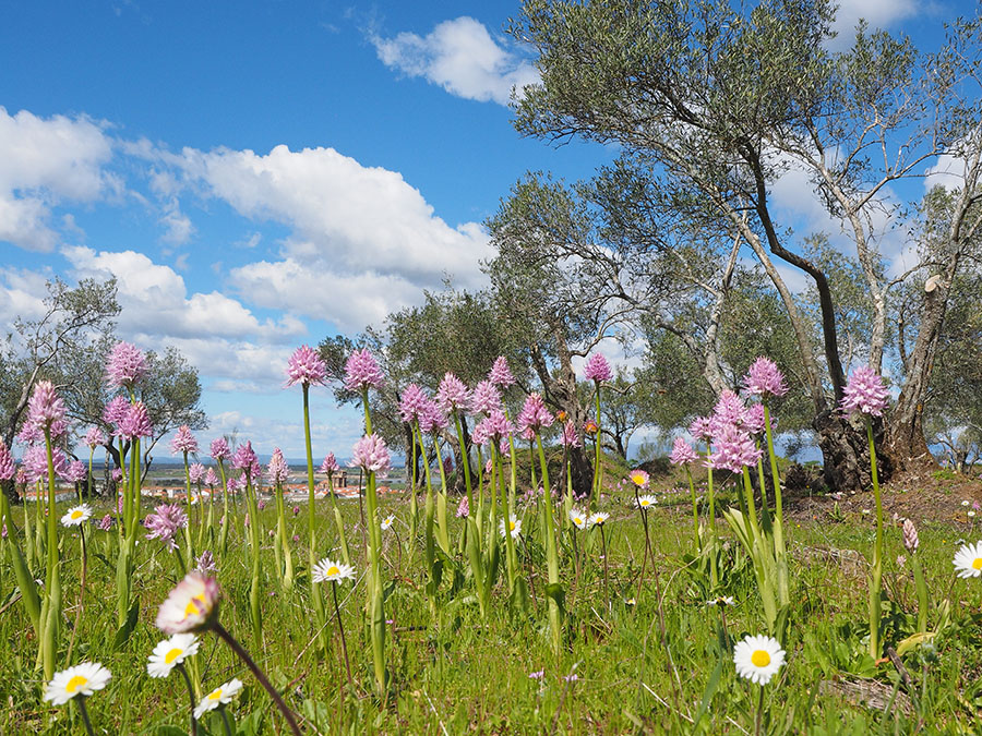 orchis_italica