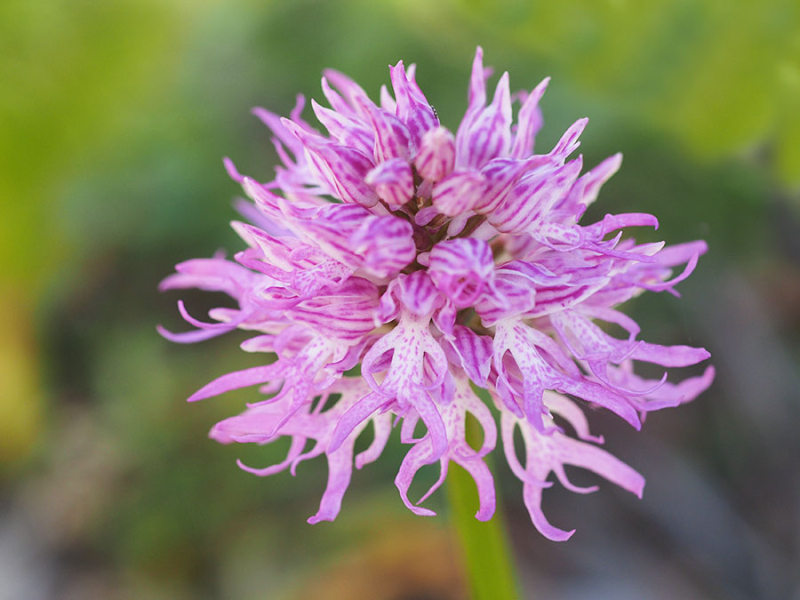 orchis_italica