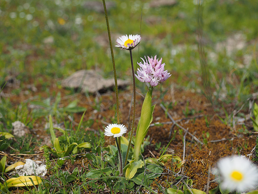 orchis_italica