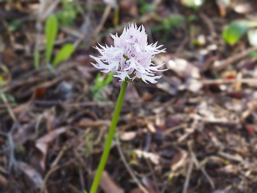 orchis_italica