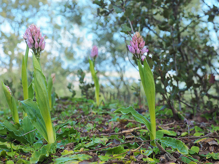 orchis_italica