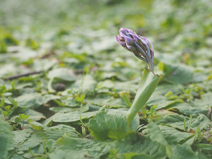 orchis_italica