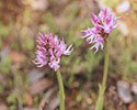 Orchis italica