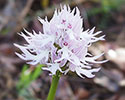 Orchis italica