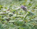 Orchis italica