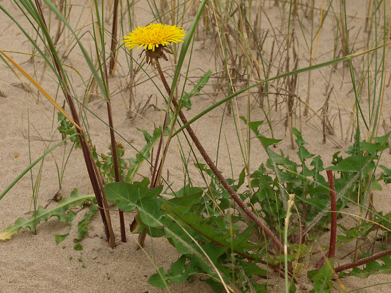 Paardenbloem