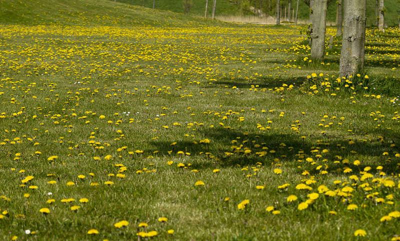 paardenbloem