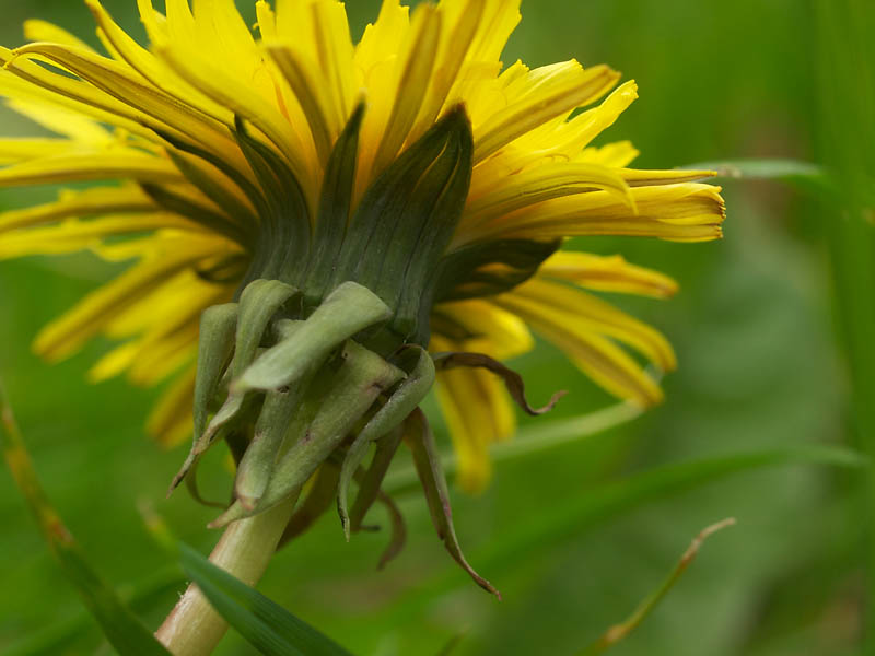 Paardenbloem, omwindsel