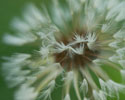 paardenbloem geribbeld nootje