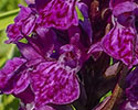 purperrode_orchis 