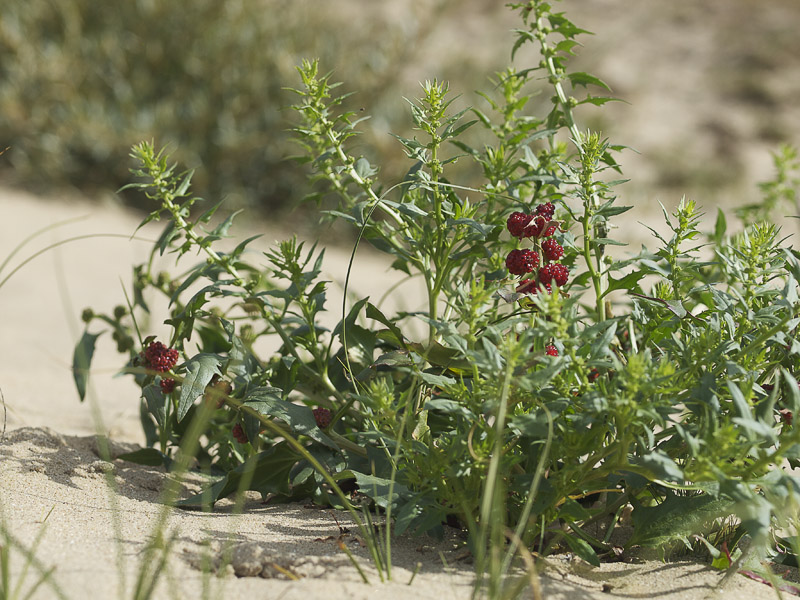 Vruchten Rode aardbeispinazie