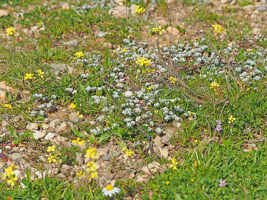 ronde_steppe-edelweiss