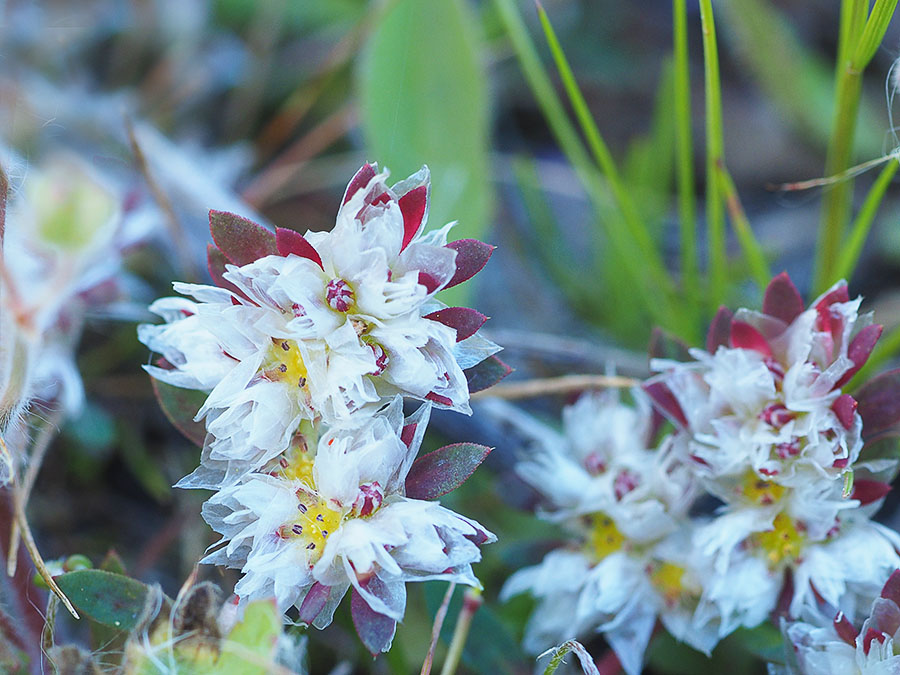 Ronde steppe-edelweiss