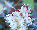 Ronde steppe-edelweiss