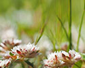 Ronde steppe-edelweiss