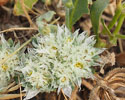 Ronde steppe-edelweiss