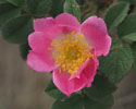rosa_x_avrayensis 