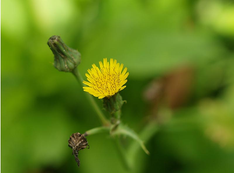 Ruwe melkdistel, kleine bloemen met donker hartje