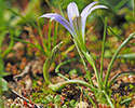 Schijnkrokus