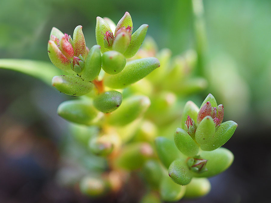 sedum_caespitosum