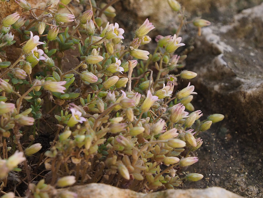 Sedum mucizonia