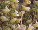 Sedum mucizonia