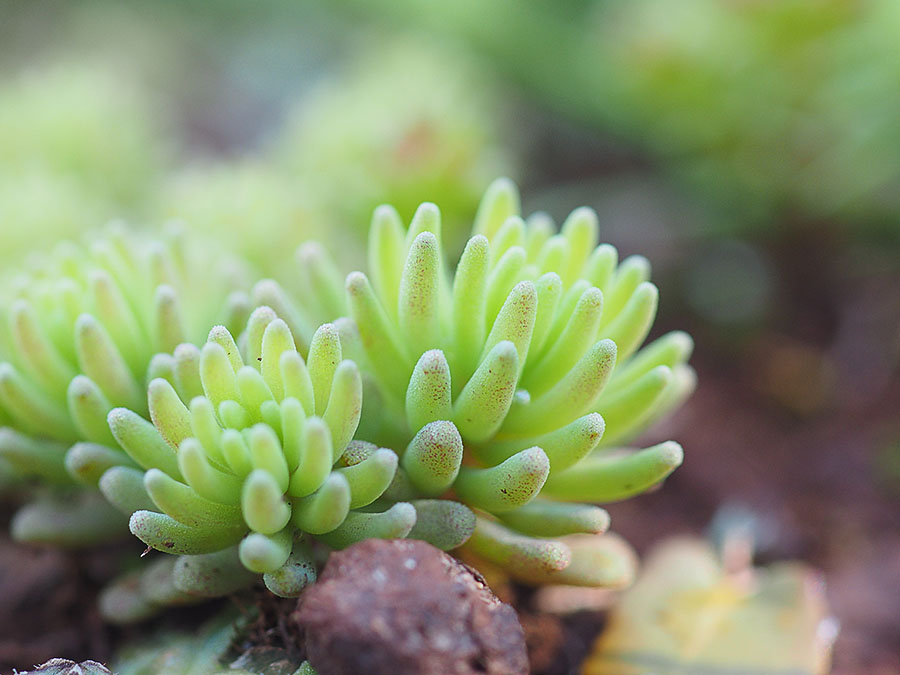 sedum_spec