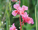 Sierlijke clarkia