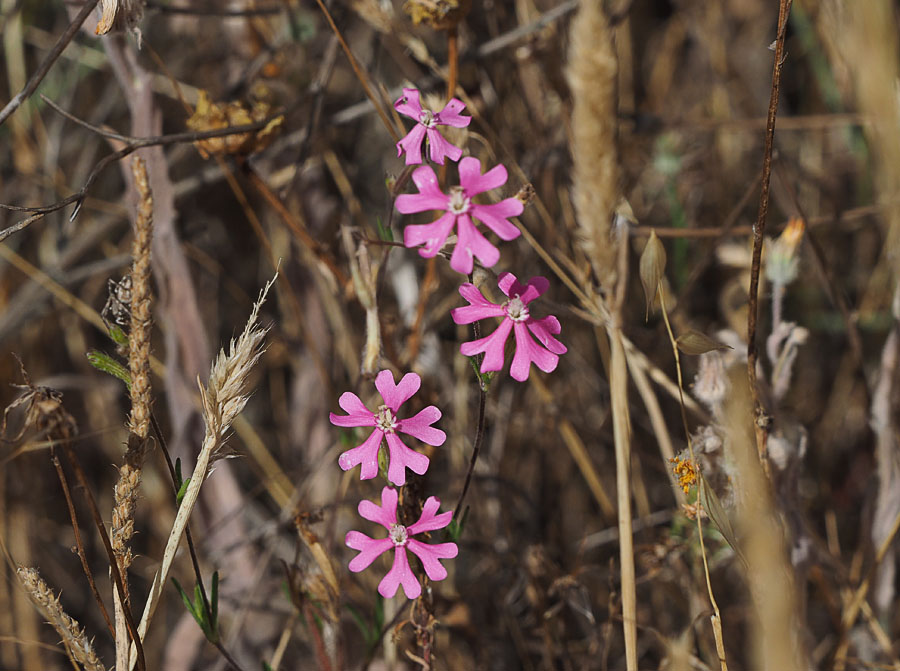 Silene scrabifolia