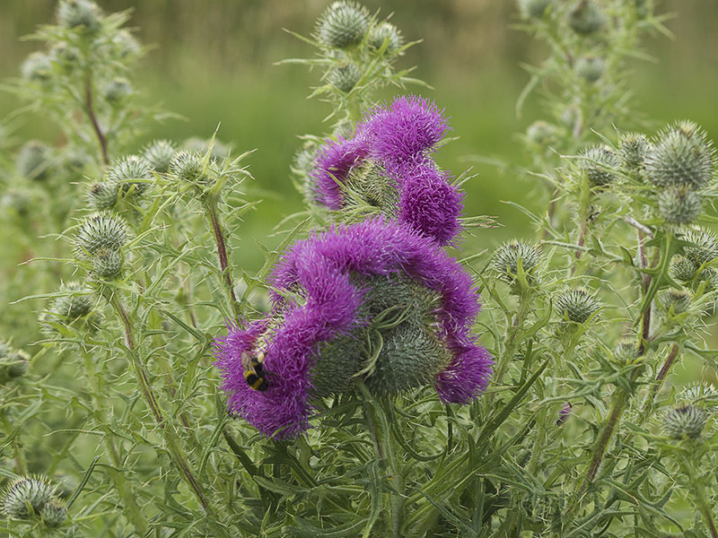 Speerdistel, bloemen in fraaie vorm