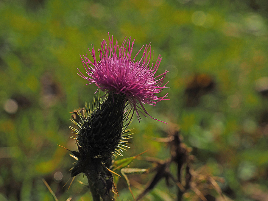 Speerdistel