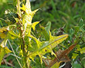 blad speerdistel