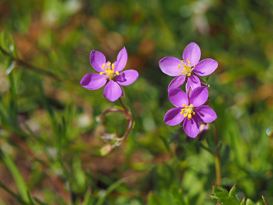 spergularia_purpurea