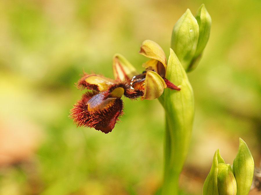 spiegelorchis