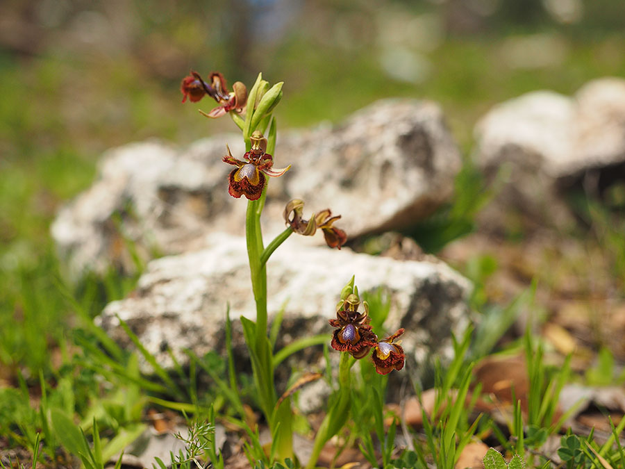 Spiegelorchis