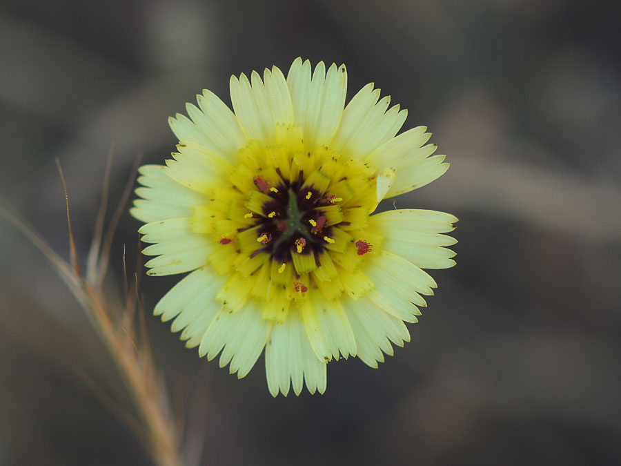 Tolpis umbellata