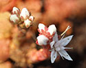 vetkruid (Sedum anglicum)